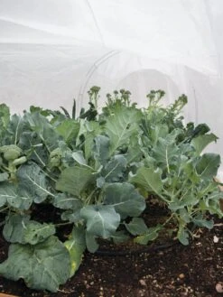 All-Purpose Garden Fabric 12 All-Purpose Garden Fabric -Gardening Supplies Store 32646 7940 tif