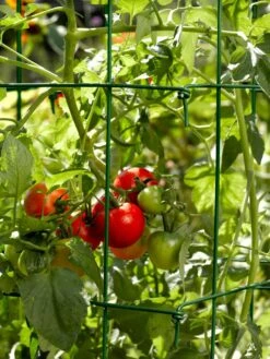Tomato Cages, Set Of 4 -Gardening Supplies Store 34182 588 tif