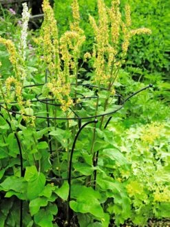 Essex Plant Supports -Gardening Supplies Store 37423 200 tif