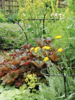 Essex Plant Supports -Gardening Supplies Store 37423 280 tif