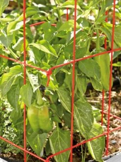 Pepper And Eggplant Cages, Set Of 3 12 Pepper And Eggplant Cages, Set Of 3 -Gardening Supplies Store 37464 567 tif