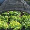 Shade Nets -Gardening Supplies Store 38556 0191 tif