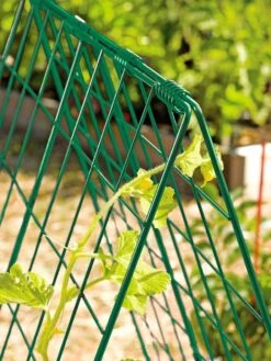 Deluxe Cucumber Trellis 13 Deluxe Cucumber Trellis -Gardening Supplies Store 39806 GR edit tif