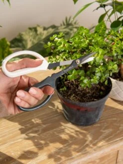 Japanese Pruning Scisssors -Gardening Supplies Store 3 4 crop 8612968 0092
