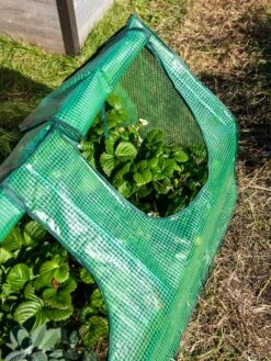 Multi Cloche 17 Multi Cloche -Gardening Supplies Store 3 4 crop 8613213 0240