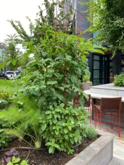 Tomato Towers, Set Of 2 8 Tomato Towers, Set Of 2 -Gardening Supplies Store 8587041 01IN tif