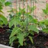 Pepper And Eggplant Cages, Set Of 3 -Gardening Supplies Store 8587048 1073 tif