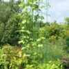 Bean Tower -Gardening Supplies Store 8587060GRN 0112 3 4