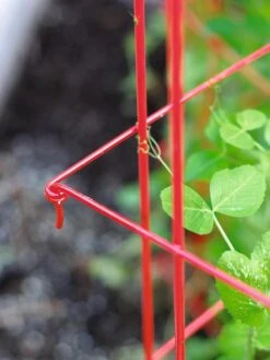 Tall Expandable Pea Trellis -Gardening Supplies Store 8587061 010 tif