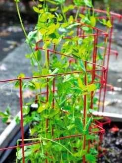 Expandable Pea Trellis -Gardening Supplies Store 8587061 100 tif