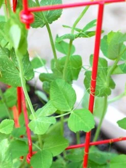 Tall Expandable Pea Trellis -Gardening Supplies Store 8587061 101 tif 1