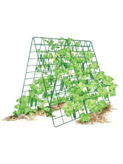 Deluxe Cucumber Trellis 16 Deluxe Cucumber Trellis -Gardening Supplies Store 8587083 001 GRN tif