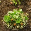Strawberry Supports, Set Of 6 2 Strawberry Supports, Set Of 6 -Gardening Supplies Store 8587970 1039 tif