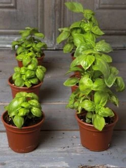 Seed Starting Mix, 9 Qts. 10 Seed Starting Mix, 9 Qts. -Gardening Supplies Store 8592212 3979 001E tif 4