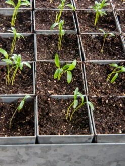 Seed Starting Mix, 9 Qts. 12 Seed Starting Mix, 9 Qts. -Gardening Supplies Store 8592212 6177