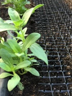 Cat Scat Mat 10 Cat Scat Mat -Gardening Supplies Store 8592448 03CUST tif