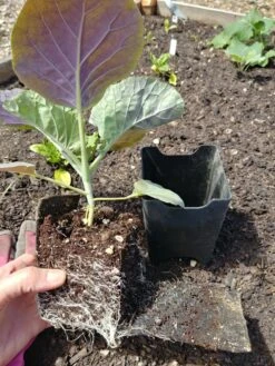 Pop-Out Pots, Set Of 4 -Gardening Supplies Store 8593943 1357 tif