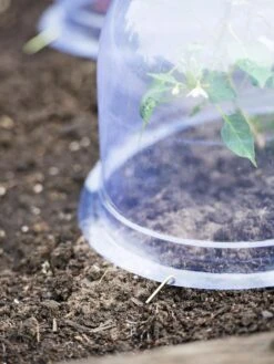 Medium Garden Cloches, Set Of 6 8 Medium Garden Cloches, Set Of 6 -Gardening Supplies Store 8593985 9441 tif