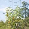 Mammoth Tomato Towers, Set Of 2 -Gardening Supplies Store 8595740 4437 tif
