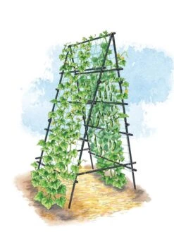 Titan A-Frame Trellis 7 Titan A-Frame Trellis -Gardening Supplies Store 8595755 TitanAFrame art tif
