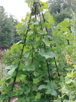 Titan Teepee Trellis 11 Titan Teepee Trellis -Gardening Supplies Store 8595757 01EMP tif