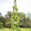 Titan Teepee Trellis -Gardening Supplies Store 8595757 1206 titan teepee cucumber peas beans tif