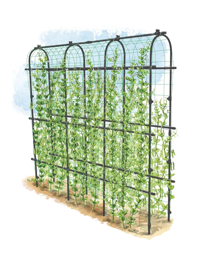 Titan Pea Tunnel 3 Titan Pea Tunnel