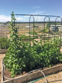 Titan Pea Tunnel 10 Titan Pea Tunnel -Gardening Supplies Store 8596275 01CUST tif