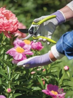 Gardener's Pro Pruner #2 8 Gardener's Pro Pruner #2 -Gardening Supplies Store 8596605 1261 tif