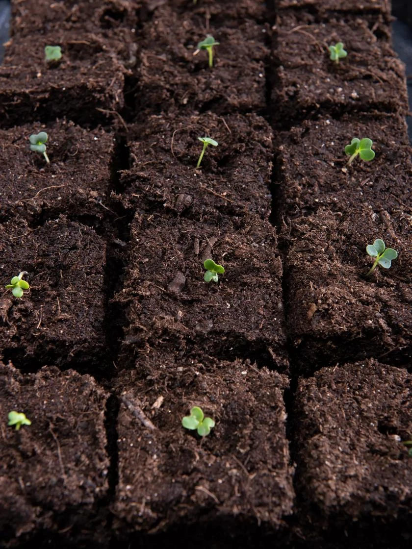 Vermont Compost Company Fort Vee™ Potting Mix, 20 Quarts 8 Vermont Compost Company Fort Vee™ Potting Mix, 20 Quarts - Image 6