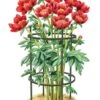 Titan Peony Supports, Medium, Set Of 2 -Gardening Supplies Store 8599858 0001 art tif