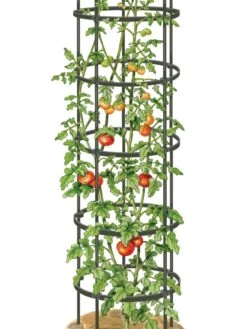 Titan Tall Tomato Cages, Set Of 3 11 Titan Tall Tomato Cages, Set Of 3 -Gardening Supplies Store 8599860 0002 art tif