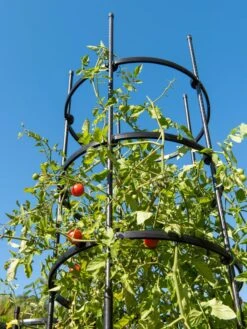 Titan Tall Tomato Cages, Set Of 3 10 Titan Tall Tomato Cages, Set Of 3 -Gardening Supplies Store 8599860 0066 tif