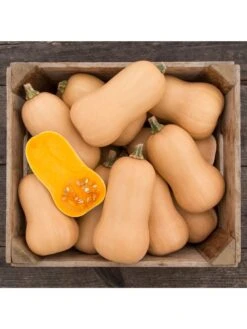 Brulee Butternut Squash Organic Seeds 7 Brulee Butternut Squash Organic Seeds -Gardening Supplies Store 8599867 01v