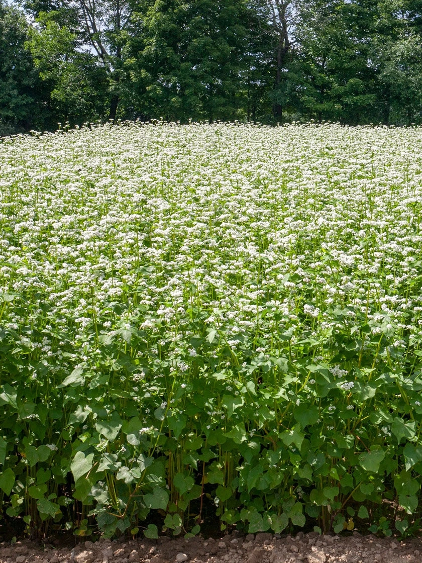 Common Buckwheat Organic Seeds 3 Common Buckwheat Organic Seeds