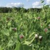 Field Peas, Oats And Vetch Mix Organic Seeds 2 Field Peas, Oats And Vetch Mix Organic Seeds -Gardening Supplies Store 8599874 01V tif