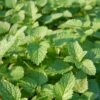 Lemon Balm Organic Seeds -Gardening Supplies Store 8599880 01V tif