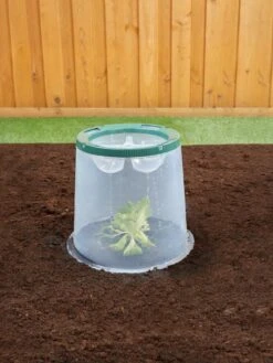Sunny Forcing Cloches, Set Of 3 13 Sunny Forcing Cloches, Set Of 3 -Gardening Supplies Store 8600075 02V tif