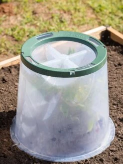 Sunny Forcing Cloches, Set Of 3 12 Sunny Forcing Cloches, Set Of 3 -Gardening Supplies Store 8600075 0734 tif