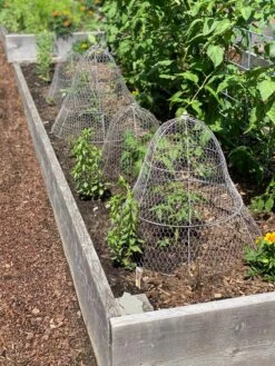 Chicken Wire Cloche With Extension -Gardening Supplies Store 8600116 4930 tif