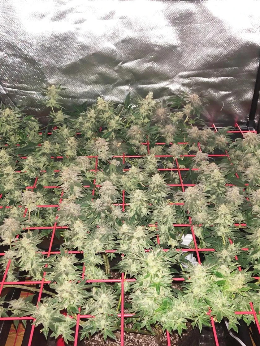 Hemp Grow Kit 9 Hemp Grow Kit - Image 7