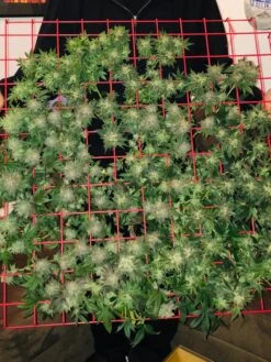 Hemp Success Kit -Gardening Supplies Store 8600301 02TEST tif