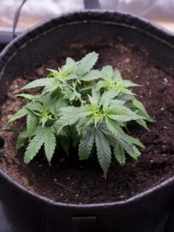 Hemp Success Kit -Gardening Supplies Store 8600301 0584 tif