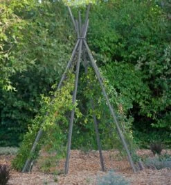 Annabel Tipi Trellis -Gardening Supplies Store 8600521 07V jpg