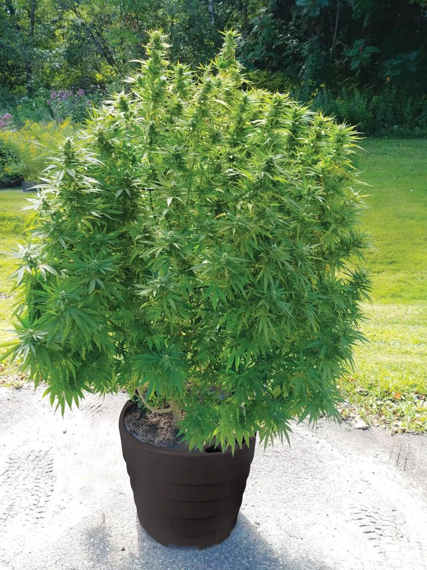 Victory Hemp Success Kit 4 Victory Hemp Success Kit - Image 2