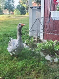 Chicken Wire Crop Coop 23 Chicken Wire Crop Coop -Gardening Supplies Store 8609080 02IN tif