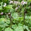 Arden Single Stem Supports, Set Of 2 2 Arden Single Stem Supports, Set Of 2 -Gardening Supplies Store 8609887 8022 tif