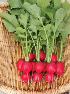 Family Garden Organic Seed Collection, Set Of 7 -Gardening Supplies Store 8610262 Cherry Belle Radish 06V tif