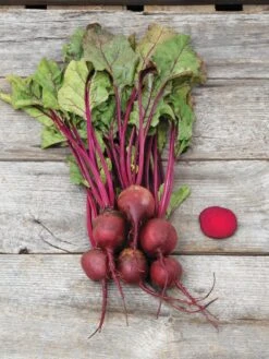 Family Garden Organic Seed Collection, Set Of 7 -Gardening Supplies Store 8610262 Detroit Dark Red Beet 03V tif