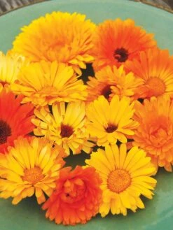 Family Garden Organic Seed Collection, Set Of 7 -Gardening Supplies Store 8610262 Pacific Beauty Calendula 07V tif